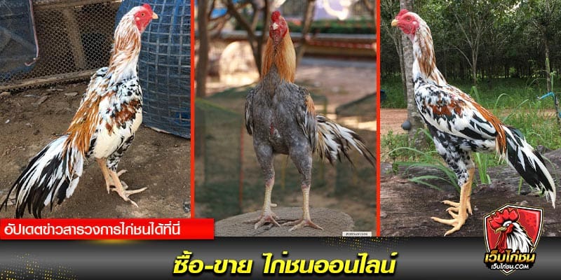 ซื้อ-ขาย ไก่ชนออนไลน์