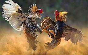 ไก่ชนคู่เด็ด