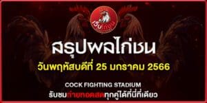 ไก่ชนใต้ ไก่เดือย 250167