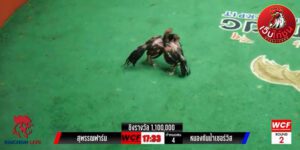 เทปไก่ชนย้อนหลัง55