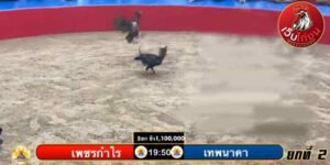 เทปไก่ชนย้อนหลัง194