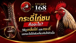 กระดี่ไก่ชน คืออะไร วิธีดูเกล็ดไก่