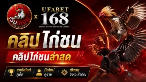 คลิปไก่ชน คลิปไก่ชนล่าสุด รวมไฮไลท์คู่เด็ด
