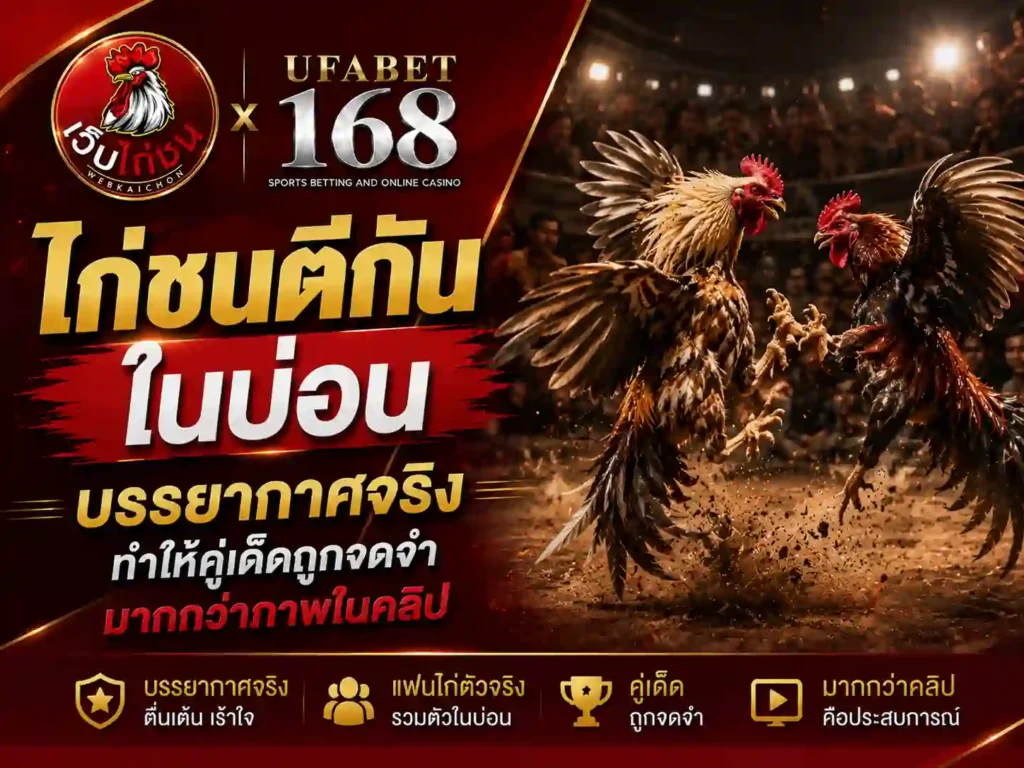 ไก่ชนตีกันในบ่อน บรรยากาศจริง
