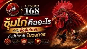 ซุ้มไก่ คืออะไรทำไมชื่อซุ้มไก่ชนมีน้ำหนักในวงการ