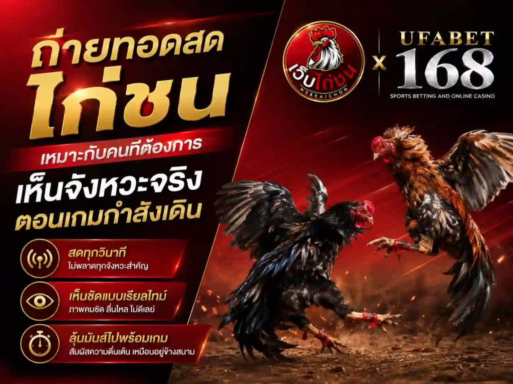 ถ่ายทอดสดไก่ชน เหมาะกับคนต้องการเห็นจังหวะจริง