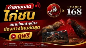 ถ่ายทอดสดไก่ชน สนามไหนถ่ายบ้าง ชัดสุด ดูฟรี