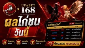 ผลไก่ชนวันนี้ เช็คผลสด ตารางคู่ชน โปรแกรม