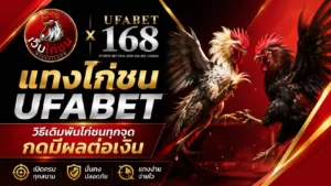 แทงไก่ชน UFABET วิธีเดิมพันไก่ชน