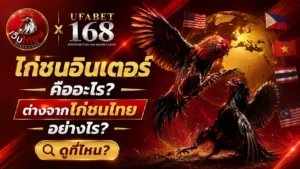 ไก่ชนอินเตอร์ คืออะไร ต่างไก่ชนไทย ดูที่ไหน