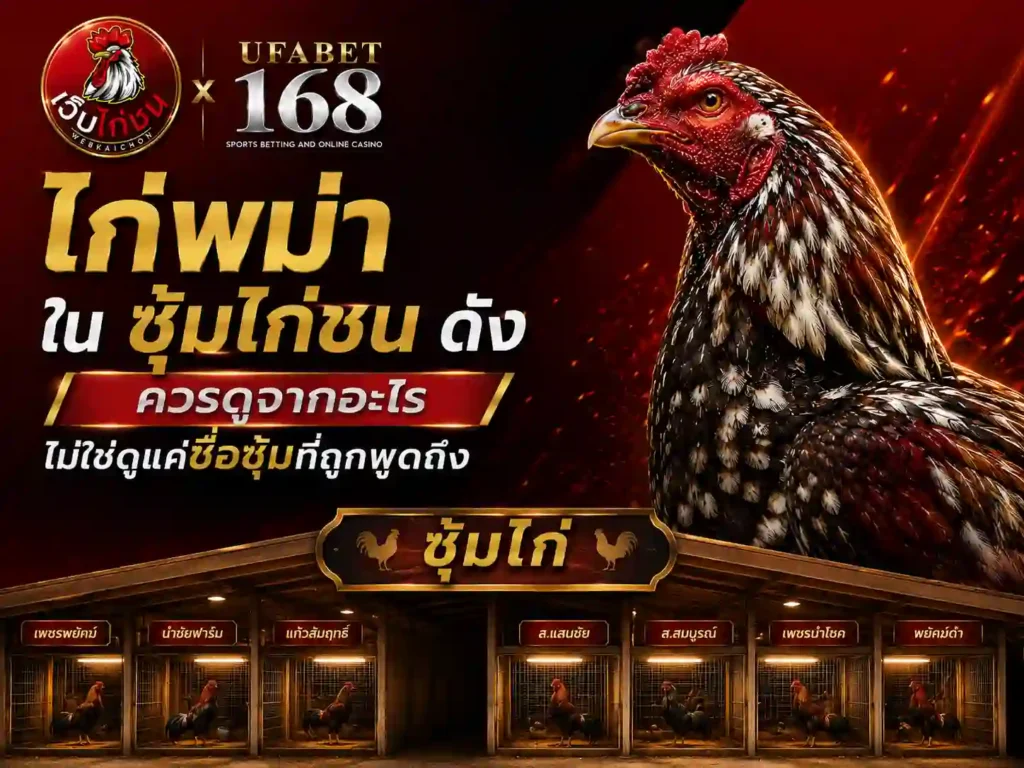 ไก่พม่า ใน ซุ้มไก่ชน ดัง ควรดูจากอะไร