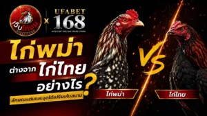 ไก่พม่า ต่างจากไก่ไทยอย่างไร