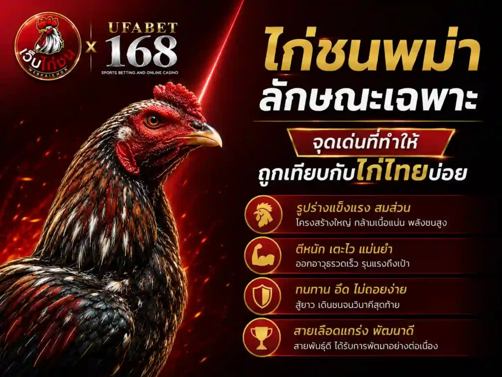 ไก่พม่า ลักษณะเฉพาะ ถูกเทียบกับไก่ไทย