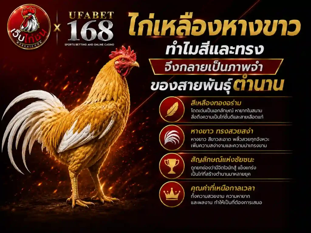 ไก่เหลืองหางขาว สีและทรง เป็นภาพจำ