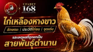 ไก่เหลืองหางขาว ลักษณะ ประวัติ จุดเด่น สายพันธุ์ตำนาน